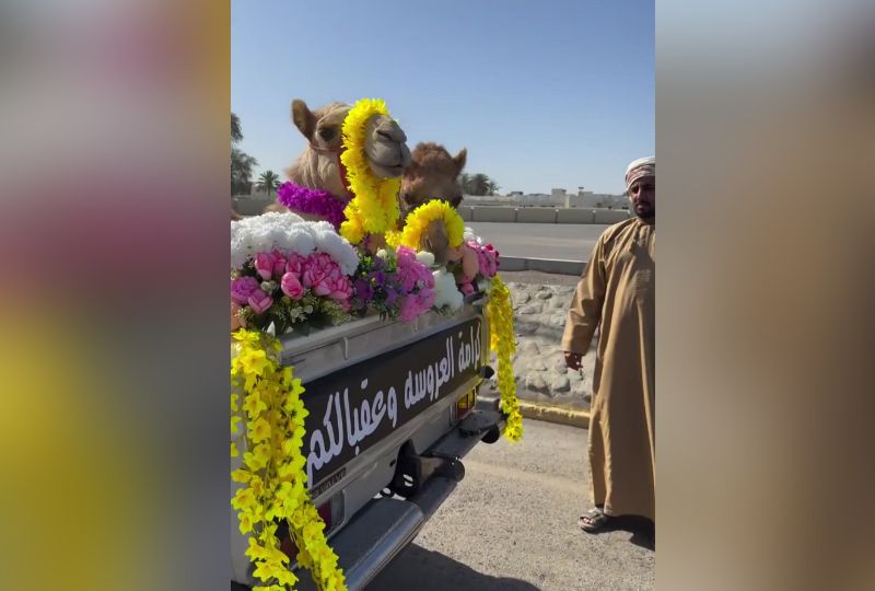 Omani groom gifts his bride-to-be a unique present